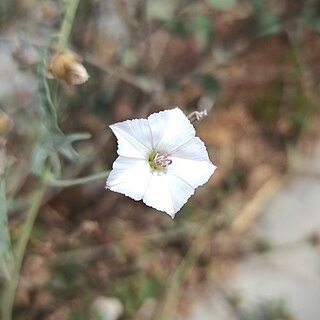 <i>Convolvulus equitans</i> Species of bindweed