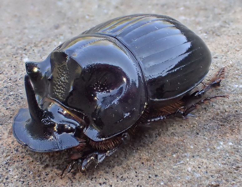 File:Copris lunaris male Greece.jpg