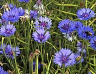 State Flower of the Federal Republic of Germany