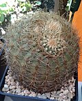 Coryphantha recurvata 1e.jpg