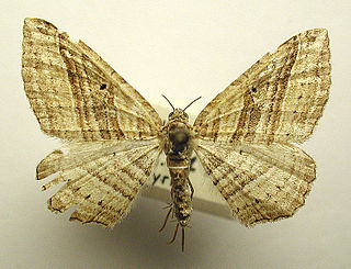 <i>Costaconvexa polygrammata</i> Species of moth