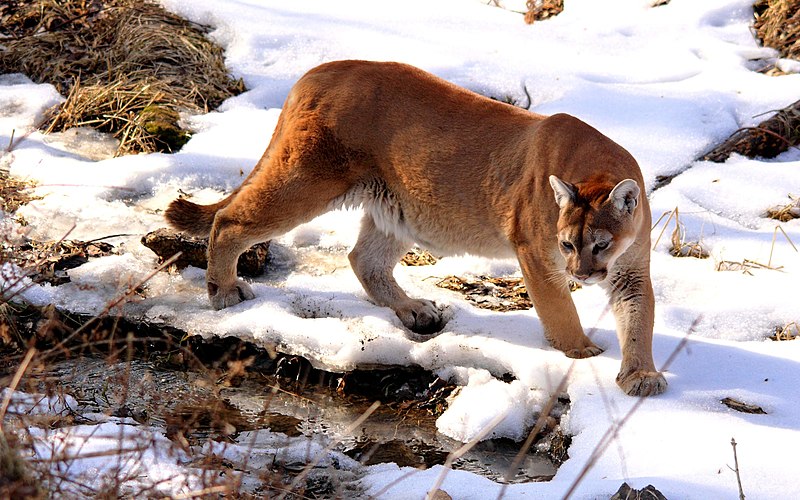 North American cougar - Wikipedia