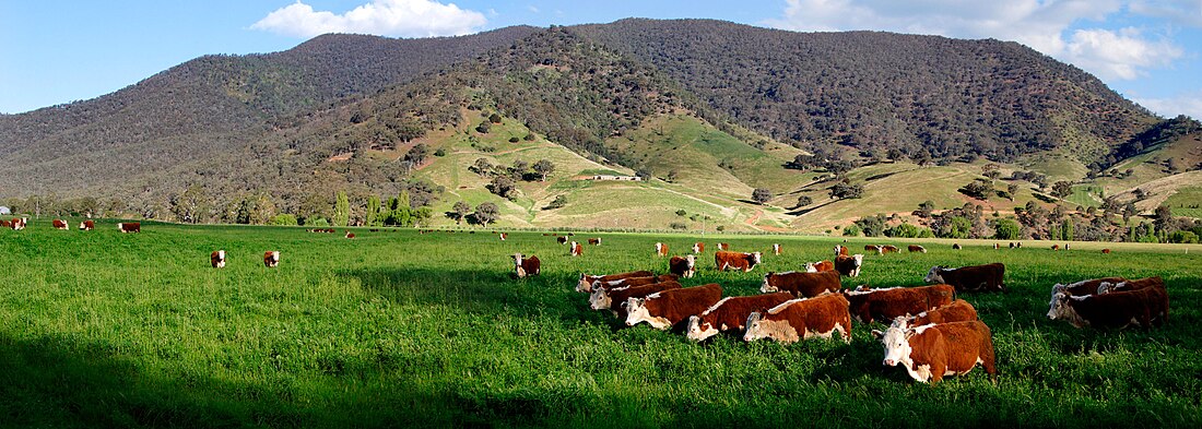 File:Cows in green field - nullamunjie olive grove.jpg