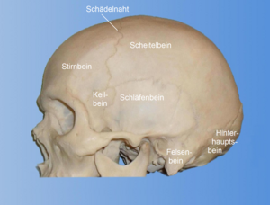 Schädel: Die Knochen des Schädels, Vergleich: Mensch und Menschenaffen, Wachstum des menschlichen Schädels