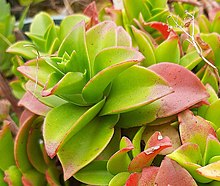 Crassula de la plant.jpg