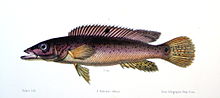 Miniatura per Crenicichla lacustris