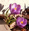 'Remembrance' à fleur violette