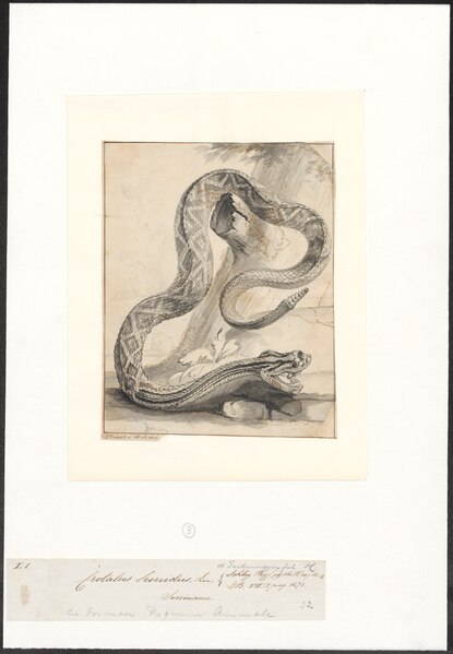 File:Crotalus horridus - 1767 - Print - Iconographia Zoologica - Special Collections University of Amsterdam - UBA01 IZA1000458.tif