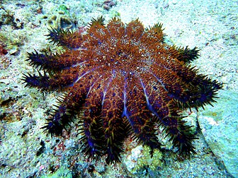 Acanthaster brevispinus, uma espécie rara de estrela-do-mar, próximo a ilha de Malapascuas, mar das Visayas, Filipinas. (definição 3 648 × 2 736)