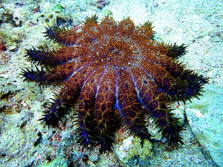 Tập tin:Crown of Thorns Starfish at Malapascuas Island v. II.jpg