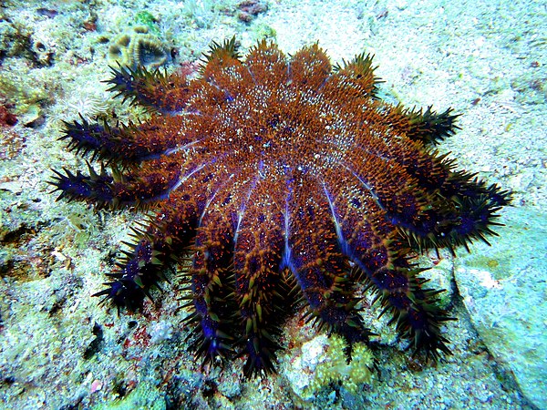在菲律賓馬拉帕斯卡島的一種罕見的短刺刺冠海星（英語：Short-spined crown-of-thorns starfish）（Acanthaster brevispinus）。