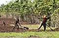 Utilisation de l'outil traditionnel des diolas, Le kadiandou, pour labourer la terre avant le semis du riz.