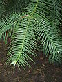 Cunninghamia lanceolata 'Glauca'