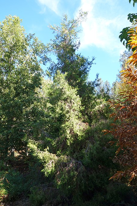 Cupressus chengiana