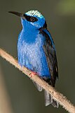 Cyanerpes cyaneus -Diergaarde Blijdorp, Netherlands-8a.jpg