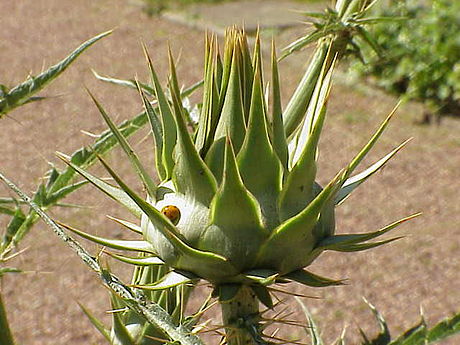 Cynara cardunculus