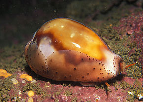 Kuvan kuvaus Cypraea spadicea 1.jpg.