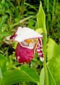 Cypripedium guttatum