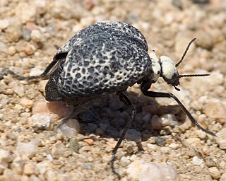 <i>Cysteodemus</i> Genus of beetles