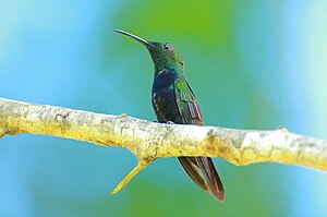 Hispaniolas Emerald Hummingbird, male