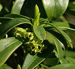 Defne laureola 8703.jpg