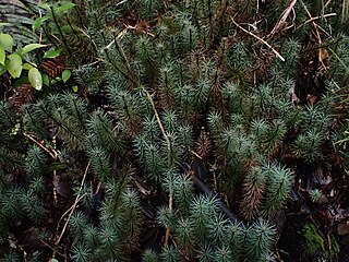 <i>Dawsonia superba</i> Species of moss