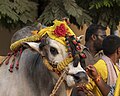 Decorated Bull at Yanamalakuduru Shivaratri fest 02