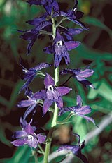 <center>Delphinium barbeyi</center>