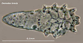 <i>Demodex brevis</i> Species of mite
