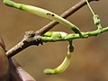 Dendrophthoe falcata var. falcata - Honey Suckle Mistletoe at Blathur 2017 (29).jpg
