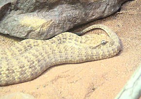 Beschrijving van de Desert Death Adder-afbeelding 2.jpg.