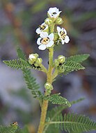 Chamaebatiaria millefolium flowerspike