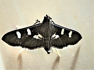 <i>Desmia tages</i> Species of moth