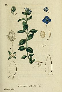 <i>Veronica alpina</i> Species of plant in the genus Veronica