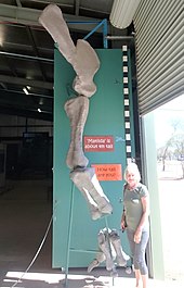 Reconstructed forelimb Diamantinasaurus leg bone.jpg