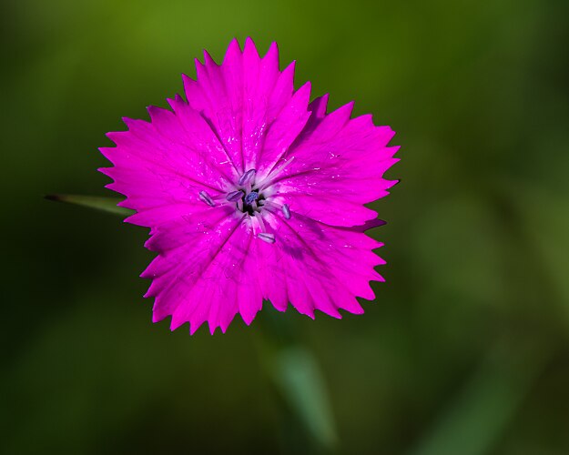 Цветок картузианской гвоздики[en] (Dianthus carthusianorum)