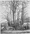 File:Die Gartenlaube (1896) b 0324.jpg Deutschlands merkwürdige Bäume: die Priorlinde an der Kluse bei Dahl im Sauerland