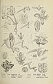 Mycaranthes latifolia (as syn. Eria latifolia) figure 298 in: Johannes Jacobus Smith: Die Orchideen von Java Figuren-Atlas - 4. Heft Leiden (1911)