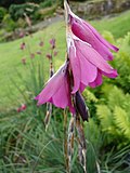 Miniatura para Dierama dracomontanum