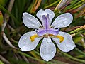 Thumbnail for Dietes grandiflora