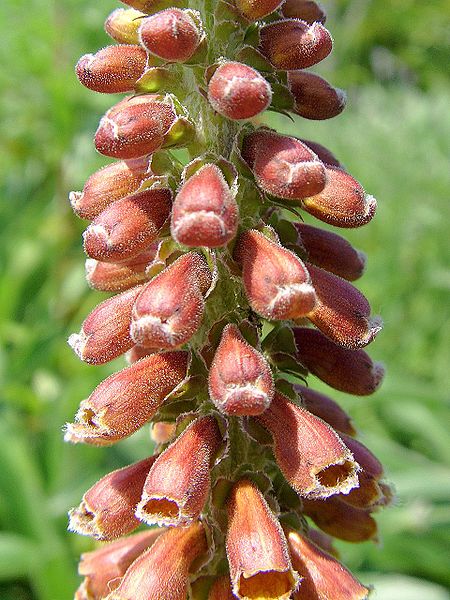 Digitalis_parviflora