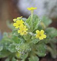 Dionysia balsamea (category)