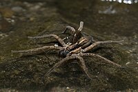 Female waiting on water for prey by Bryce McQuillan archive copy at the Wayback Machine