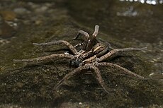 Dolomedes minor waiting.jpg