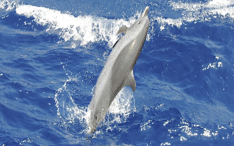 File:Dolphin pantropical.jpg