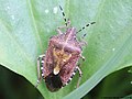 Dolycoris baccarum (Linnaeus, 1758)