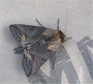 <i>Abrostola triplasia</i> Species of moth