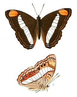 <i>Doxocopa pavon</i> Species of butterfly