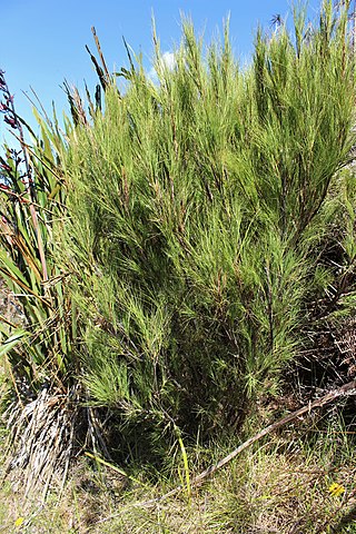 <i>Dracophyllum acerosum</i> Species of flowering plant in the heath family Ericaceae