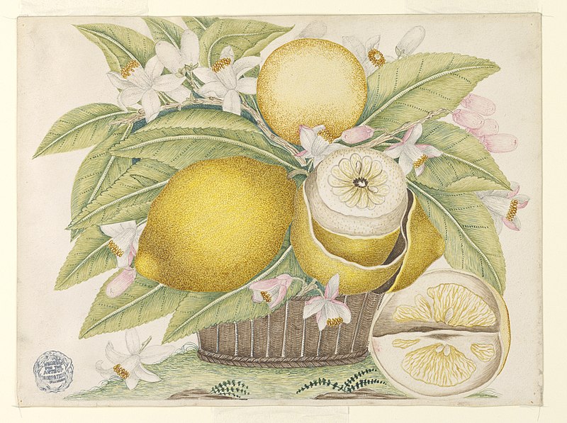 File:Drawing, Lemons and Lemon Blossoms in a Basket, 18th century (CH 18299761).jpg